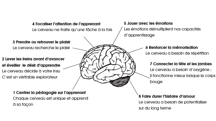 cerveau